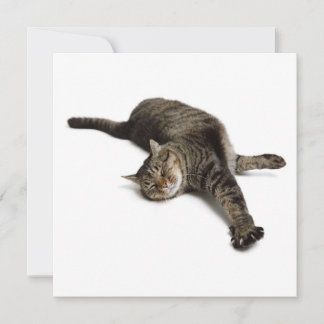 Lazy Cat Stretching Aankondiging