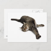 Lazy Cat Stretching Briefkaart (Voorkant / Achterkant)