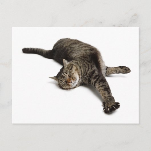 Lazy Cat Stretching Briefkaart (Voorkant)