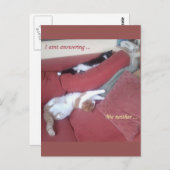 Lazy Cats Fun Briefkaart - Catnap (Voorkant / Achterkant)