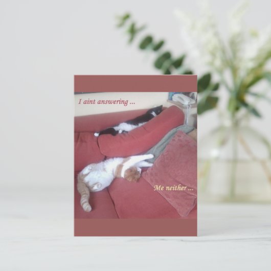 Lazy Cats Fun Carte Postale - Catnap (Debout devant)