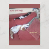 Lazy Cats Fun Carte Postale - Catnap (Devant)