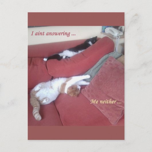 Lazy Cats Fun Carte Postale - Catnap (Devant)