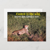 Lazy cheetah foto briefkaart (Voorkant / Achterkant)