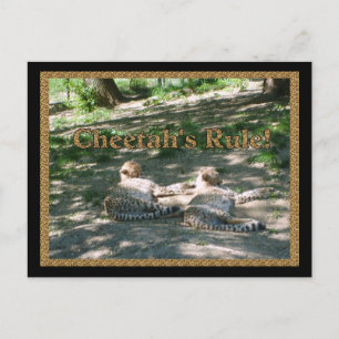 Lazy Cheetahs Briefkaart