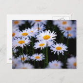 Lazy Daisy Briefkaart (Voorkant / Achterkant)