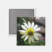 Lazy Daisy Summer Day Magnet (Recto/Verso)