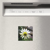 Lazy Daisy Summer Day Magnet (In Situ (Lave-vaisselle))