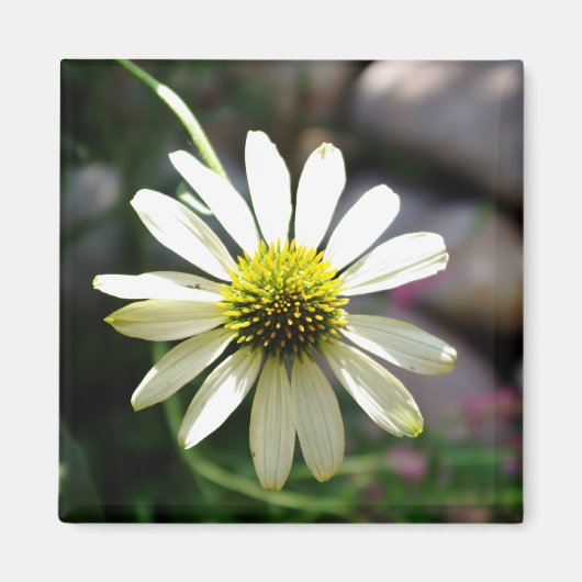 Lazy Daisy Summer Day Magnet (Devant)