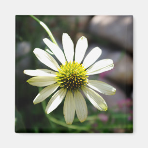 Lazy Daisy Summer Day Magnet Magneet