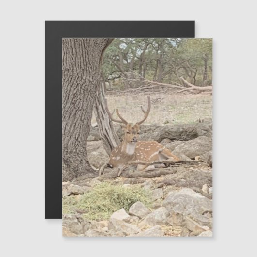 Lazy Deer Magnet (Devant / Derrière)