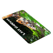 Lazy gebeurt in Siberian Tiger Magneet (Rechterzijde)