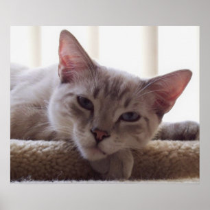 Lazy Kitten, Bengal Siamese Kat Foto 24x20 Poster