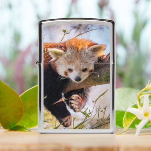 Lazy kleine rode panda Zippo Lighter