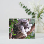 Lazy Koala Briefkaart (Staand voorkant)