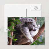 Lazy Koala Briefkaart (Voorkant / Achterkant)