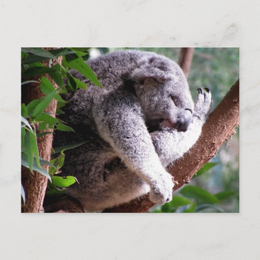 Lazy Koala Briefkaart (Voorkant)