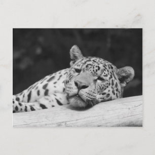 "Lazy Leopard" Briefkaart
