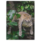 Lazy leopard klembord (Achterkant)