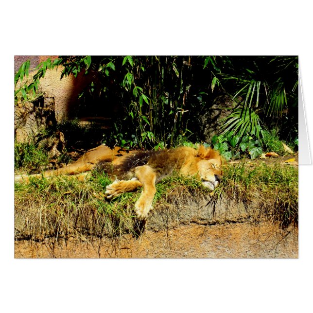 Lazy lion (Voorkant Horizontaal)