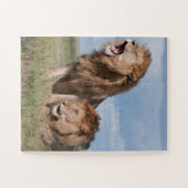 Lazy Lion Brothers op de Savannah Legpuzzel (Horizontaal)