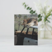 Lazy Lions Briefkaart (Staand voorkant)