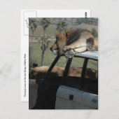 Lazy Lions Briefkaart (Voorkant / Achterkant)