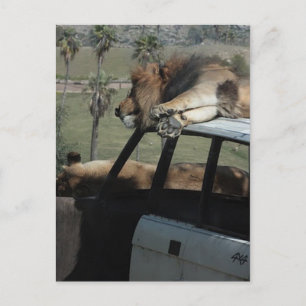 Lazy Lions Briefkaart