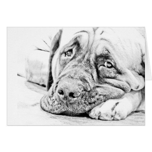 Lazy Mastiff (Voorkant Horizontaal)