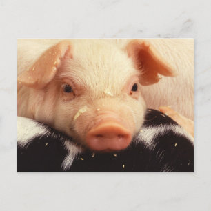 Lazy Piglet Briefkaart