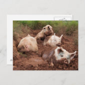 Lazy Pigs in Mud Briefkaart (Voorkant / Achterkant)