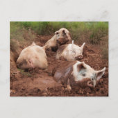 Lazy Pigs in Mud Briefkaart (Voorkant)