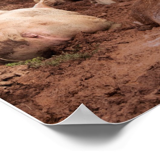Lazy Pigs in Mud Poster (Hoek)