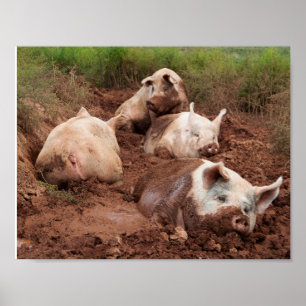 Lazy Pigs in Mud Poster