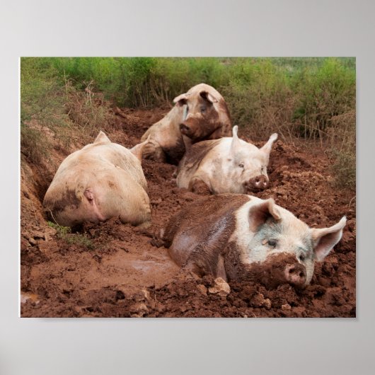 Lazy Pigs in Mud Poster (Voorkant)