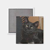 Lazy Ranger Magnet de chat (Recto/Verso)