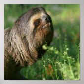 Lazy Sloth Poster (Voorkant)