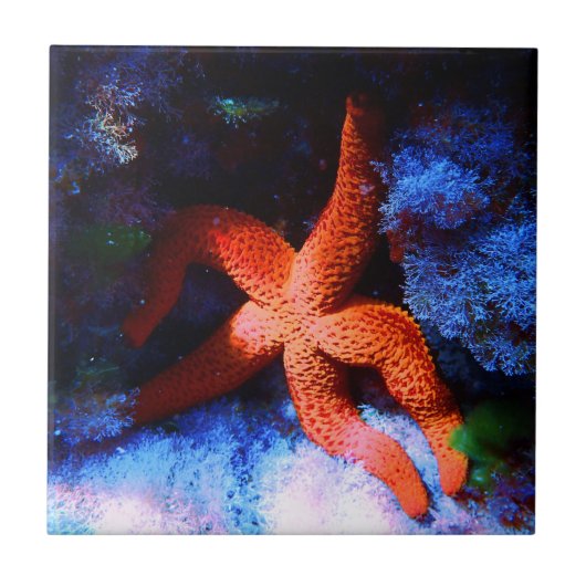 Lazy Tropical Undersea Starfish Tegeltje (Voorkant)