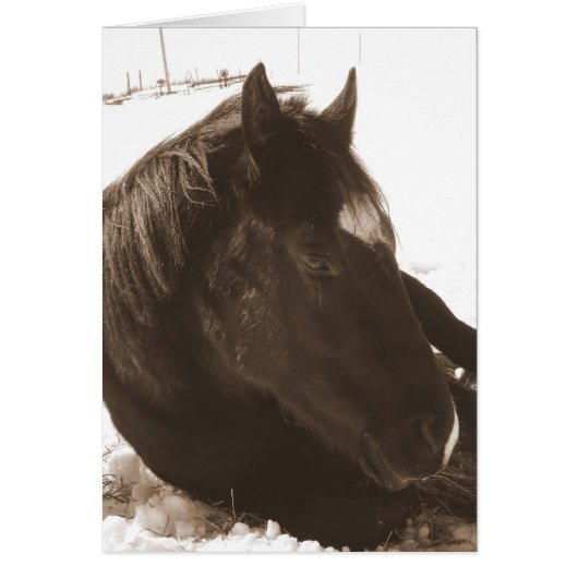 Lazy Winter Day (Devant)