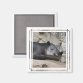 Le aimant tapir de Baird (Recto/Verso)