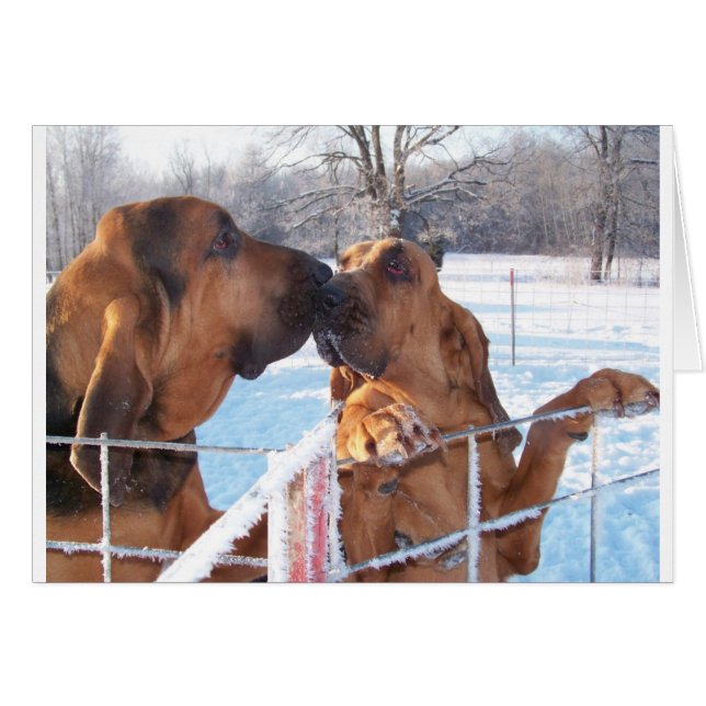 Le Baiser - Le Sang (Devant horizontal)