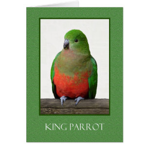 Le beau Roi Parrot, oiseau australien