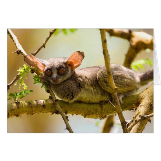 Le Bébé du Sénégal (Galago Senegalensis) (Devant horizontal)