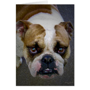 Le Bulldog