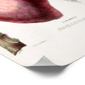 Le Cachimentier Strawberry Flore D Ameriqu Poster (Hoek)