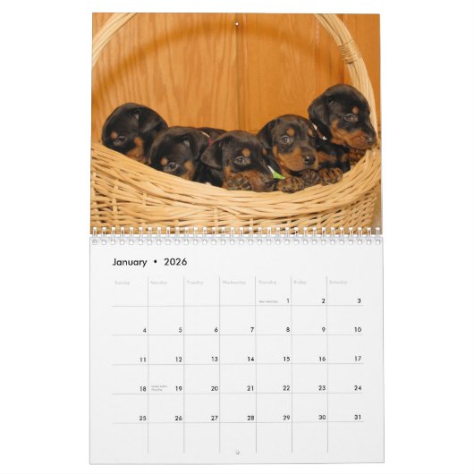 Le calendrier de chiot de dobermann a mis à jour (Jan 2026)
