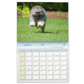 Le calendrier de Keeshond de 2016 trompettes : (Jan 2027)
