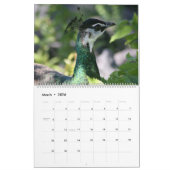 Le calendrier de la photo de faune (Mar 2026)