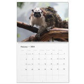 Le calendrier de la photo de faune (Feb 2026)