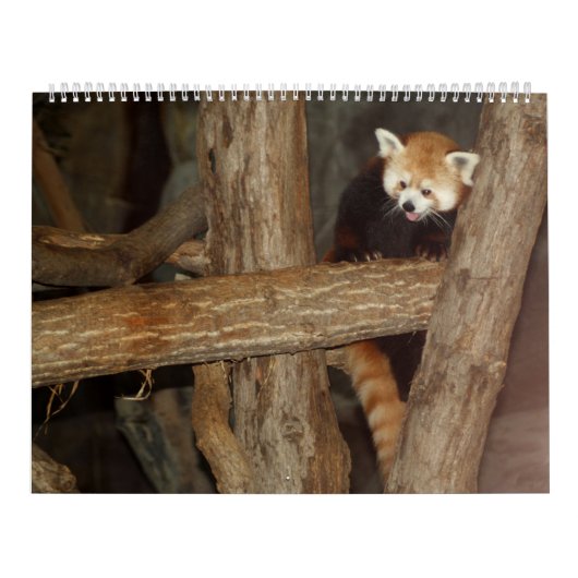 Le calendrier de la photo de faune (Protection)